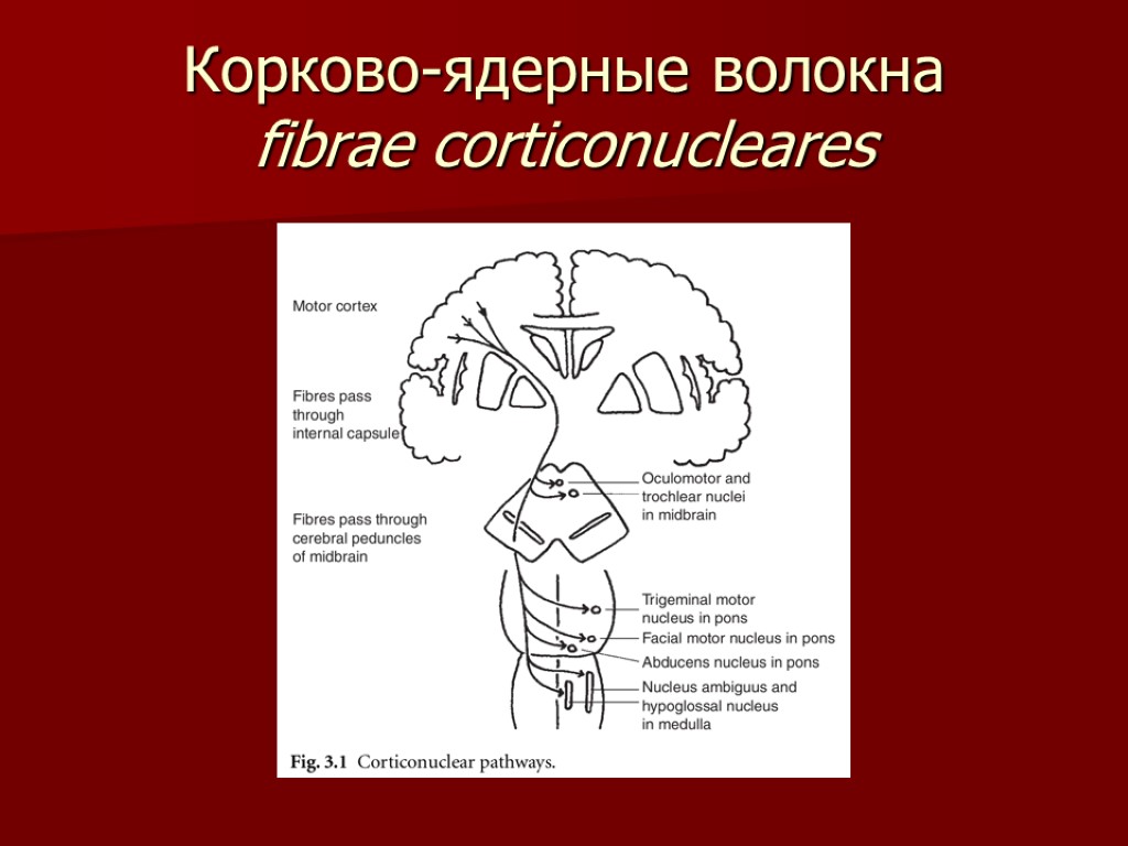 Корково-ядерные волокна fibrae corticonucleares
